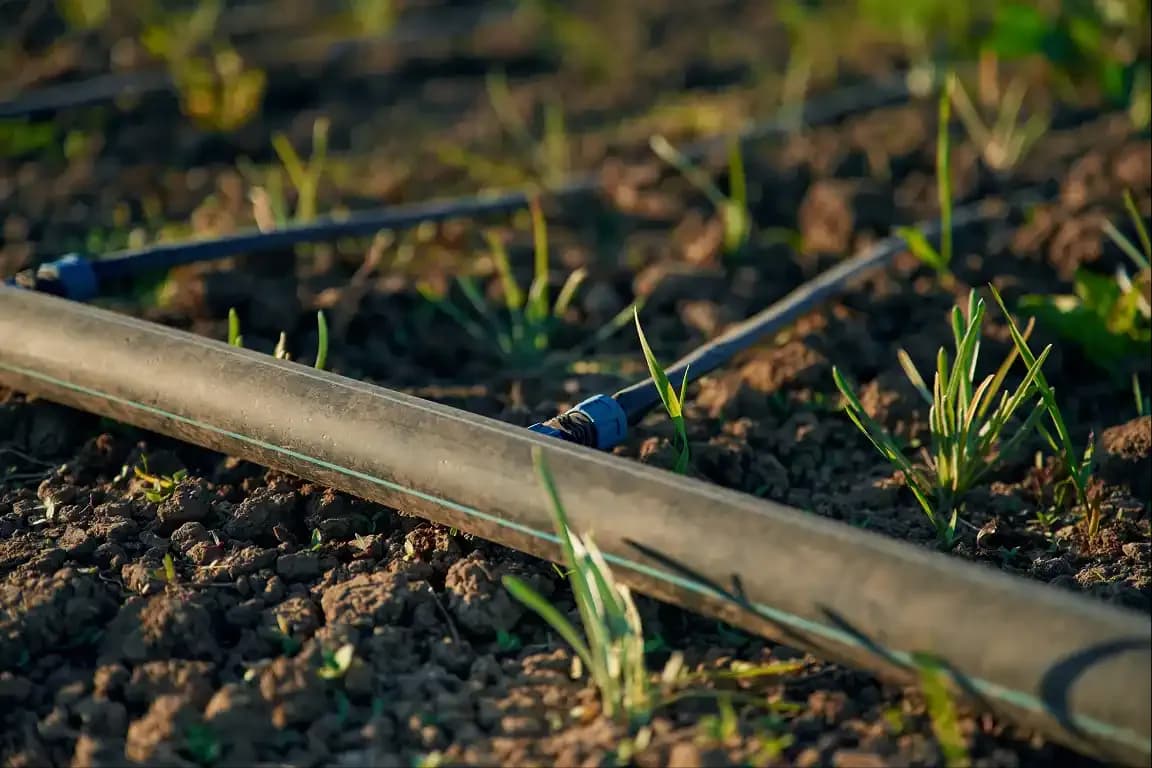 Drip Irrigation