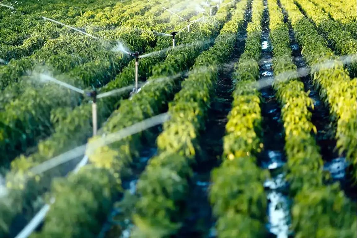 Diverse Crop Cultivation